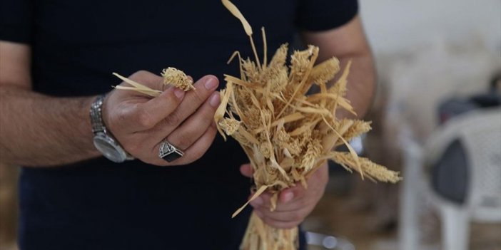 Yerli Kılçıksız Arpa "çetiner" Ve "ruha 63" İle Verim Katlanacak