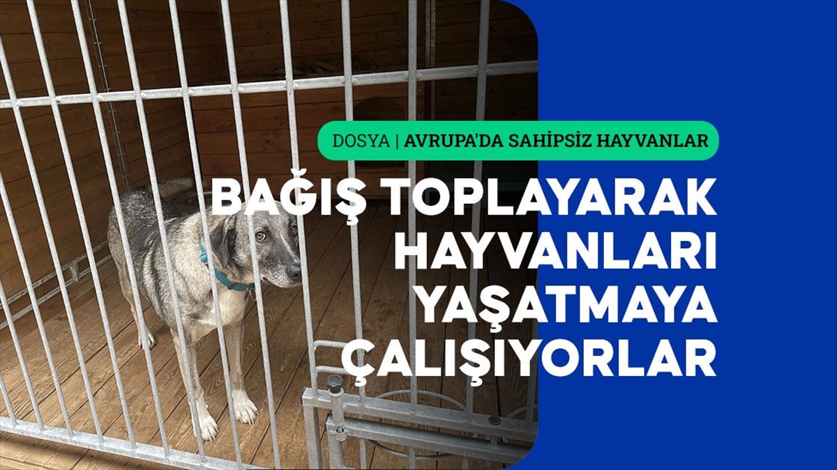 Doğu Avrupa'da Toplama, Sahiplendirme Ve Uyutulma İşlemleri Uygulanıyor