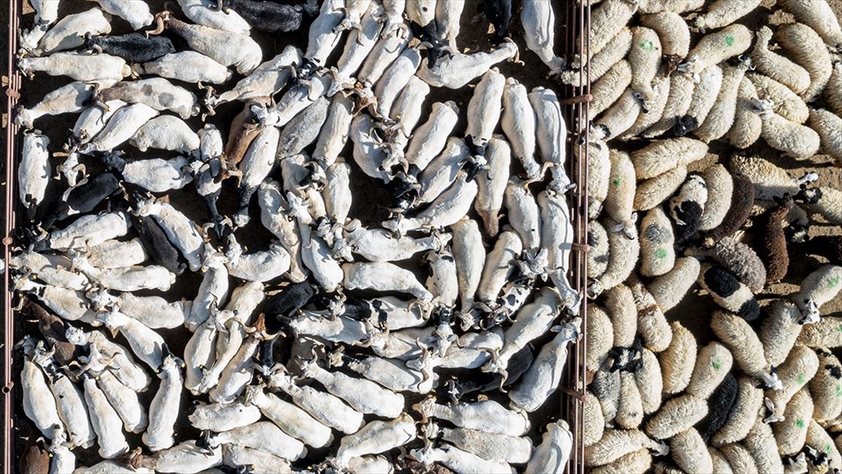 Üreticiler, Küçükbaş Hayvancılığa Verilecek Desteklerdeki Artışı Olumlu Karşıladı