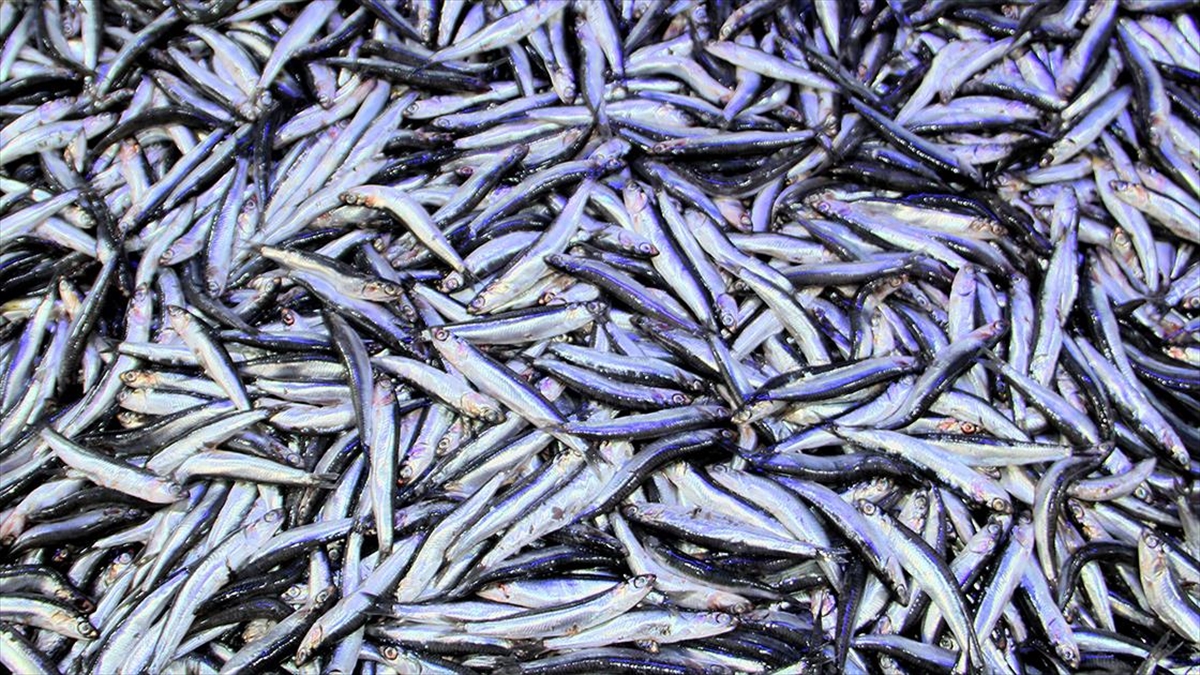 Hamsinin Kilogramı 50 Liraya Düştü