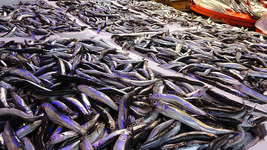 Sezon açıldı balık fiyatları dibi gördü