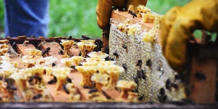 Doğu Karadeniz'in Bal İhracatı 2,1 Milyon Doları Buldu