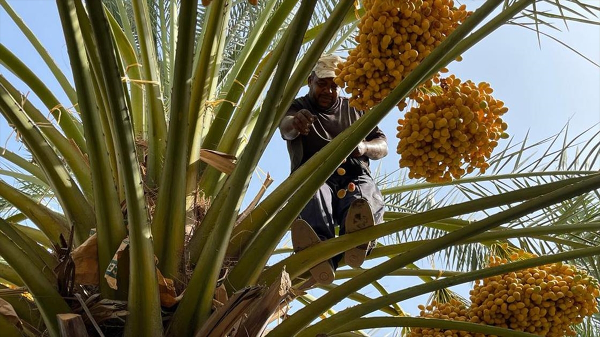 İklim Değişikliği Ürdün'de Hurma Üretimini Tehdit Ediyor