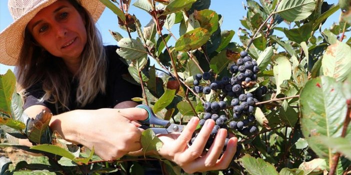Tekirdağ'da Özel Sektördeki İşini Bırakan Kadın Aronya Üreticisi Oldu