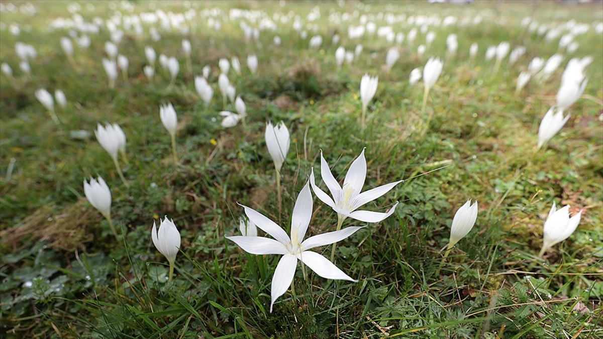 Vargit Çiçekleri Karadeniz Yaylalarını Süslemeye Başladı