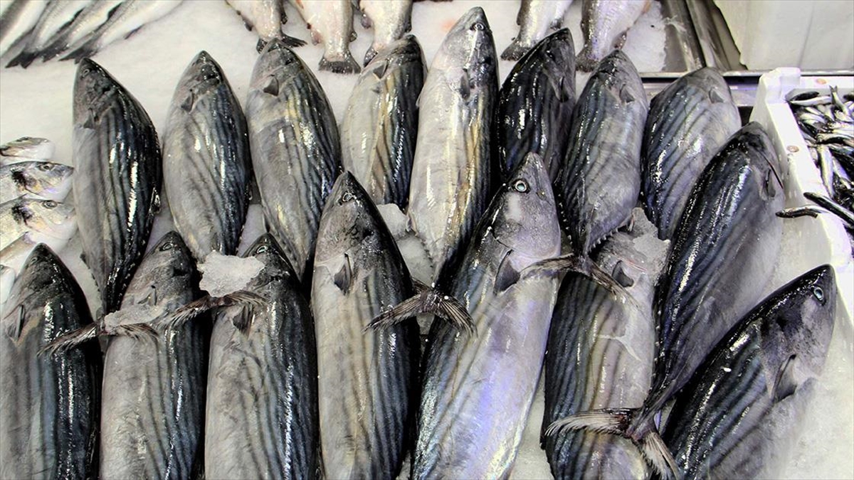 İklim Değişikliği Balıkları Da Olumsuz Etkiledi