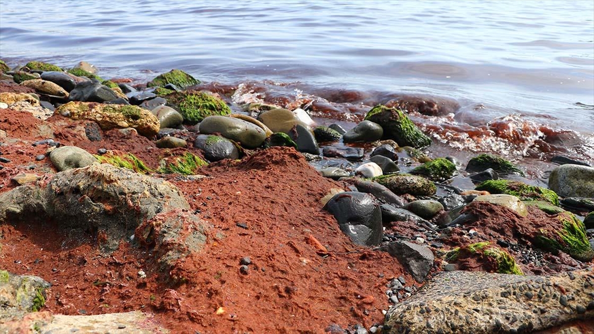Tekirdağ'da Rüzgar Nedeniyle Sahilde Kırmızı Yosun Birikti
