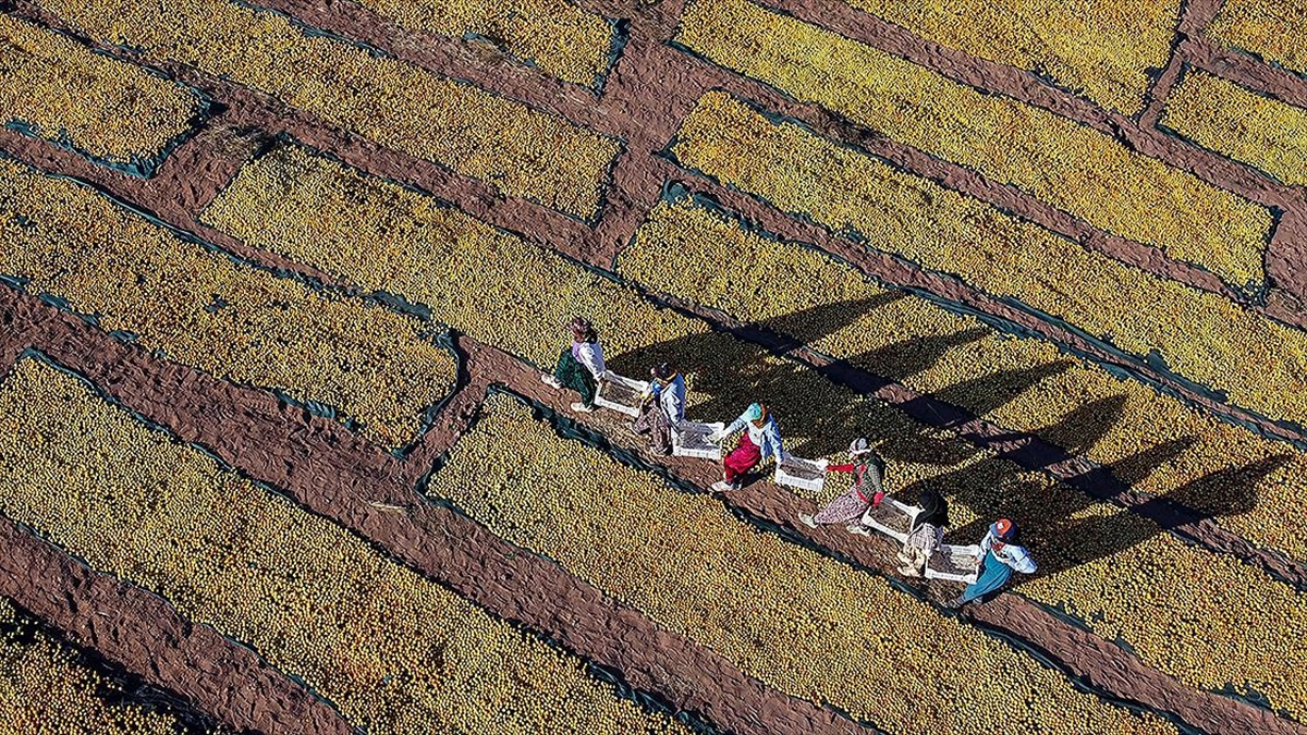 Afetzede Kayısı Üreticilerine Hasar Ödemesi Gerçekleştirildi