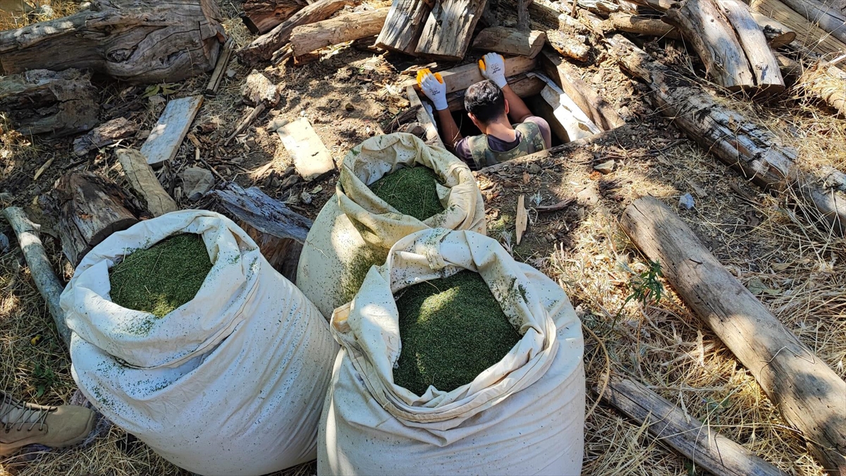 Diyarbakır'da 1 Ton 530 Kilogram Esrar Ve 2 Milyon 850 Kök Skunk Bitkisi Ele Geçirildi