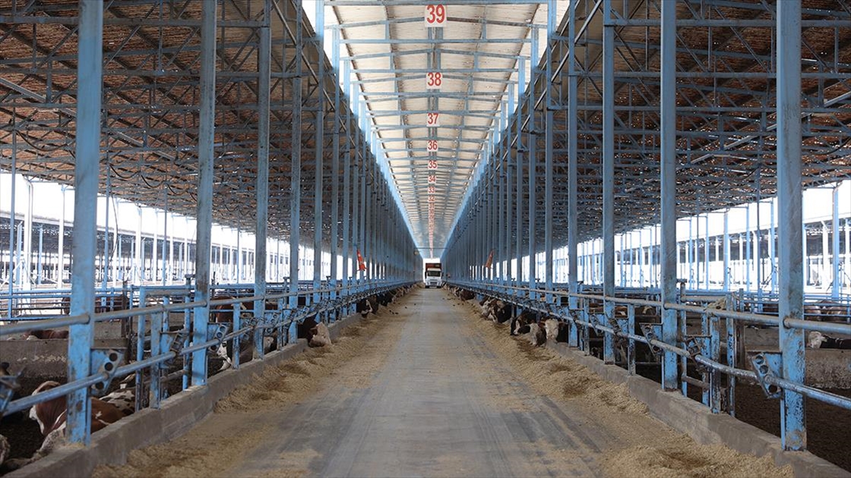 73 Bin Hayvan Kapasiteli Besi Çiftliğinde Hem Et Hem Enerji Üretiliyor