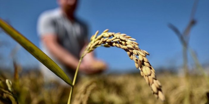 Ata Tohumuyla Yetiştirilen Konuralp Pirincinde Hasat Başladı