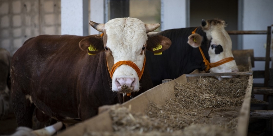 'Kurban Arzında Sıkıntı Yok'