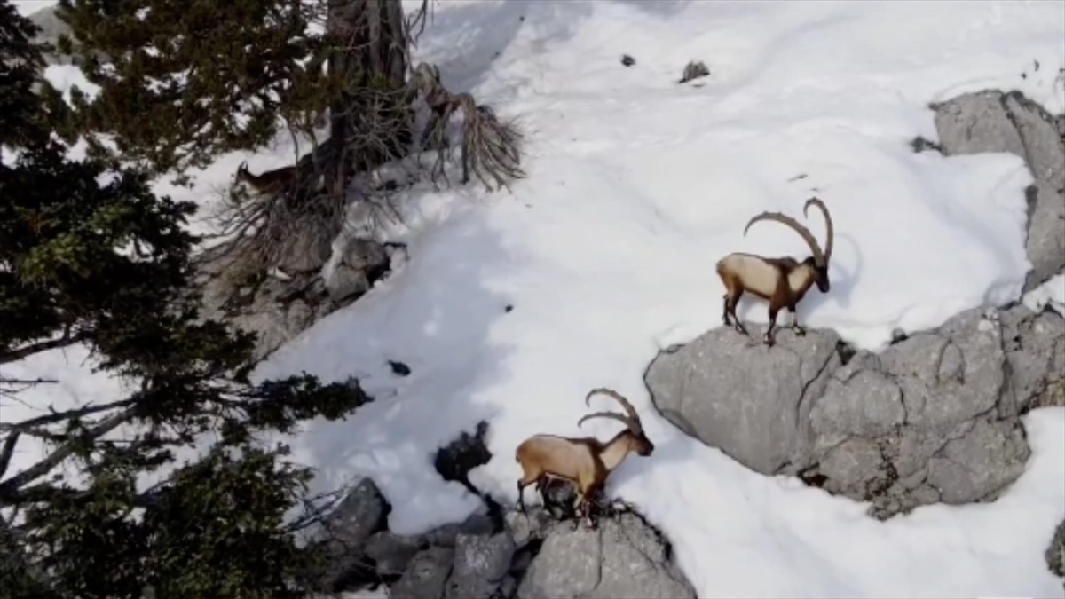 Antalya'da Yaban Keçisi Sürüsü Görüntülendi