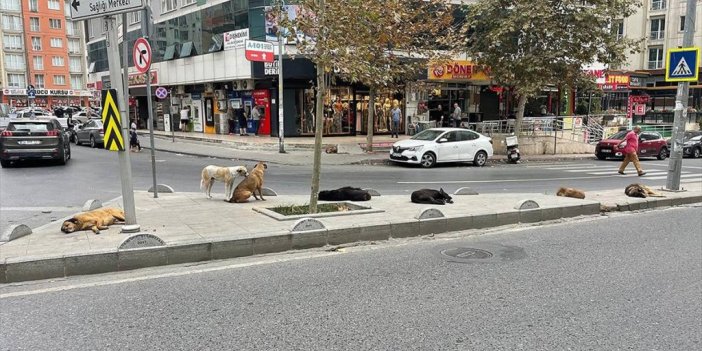 Esenyurt Sakinleri, Sahipsiz Köpek Sorununun Çözülmesini İstiyor