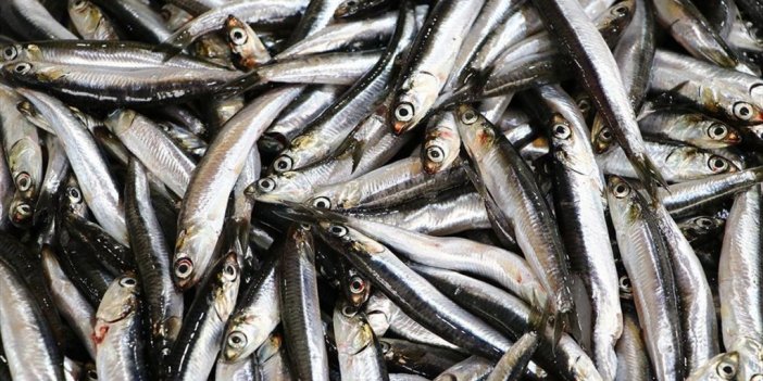 Hamsinin Kilogramı 50 Liradan Satılıyor