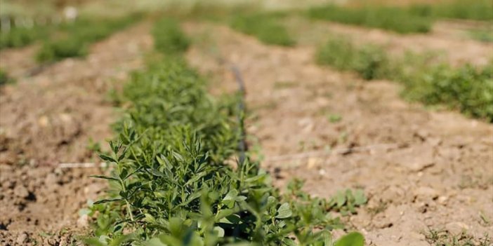 Atıl Ve Verimsiz Araziler "edirne Kırmızısı" Bitkisiyle Canlanacak