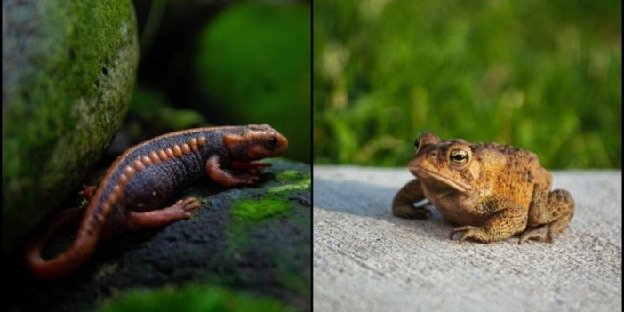 Amfibi Türlerinden Bazıları İklim Değişikliği Nedeniyle Yok Olma Tehlikesi Altında