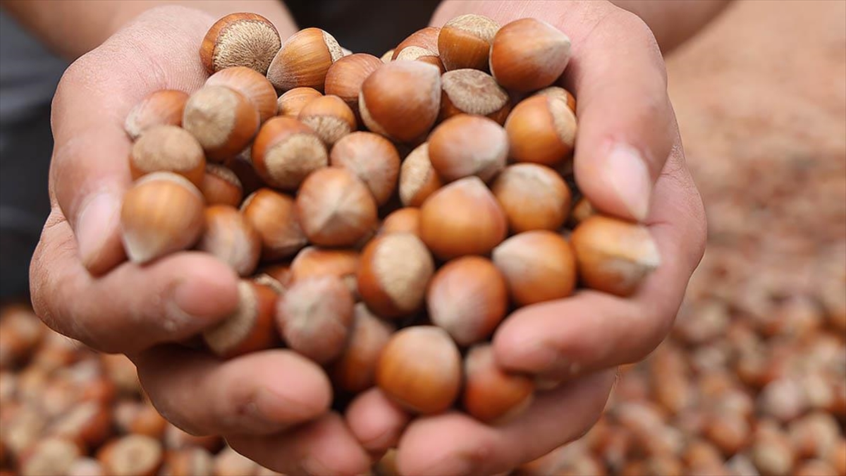 Ticaret Borsalarında Ağustosta 19 Bin Tonun Üzerinde Fındık Satıldı