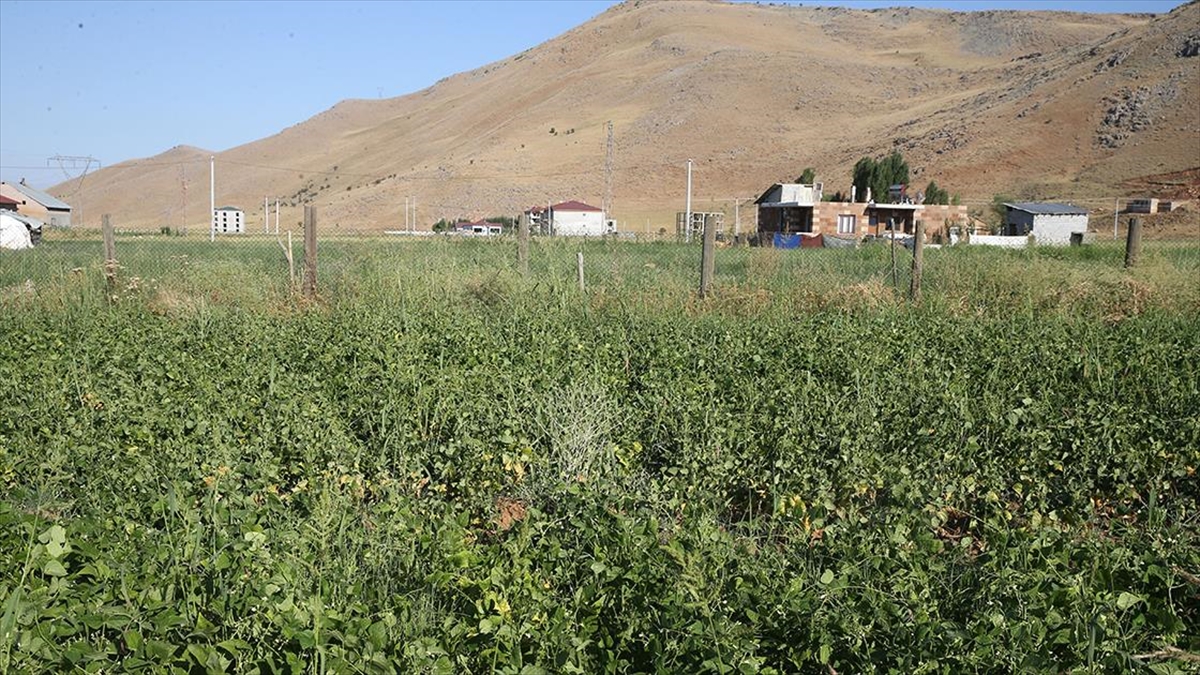 Muş'ta Üretime Kazandırılan Atıl Durumdaki Arazilerden 200 Milyon Lira Gelir Elde Edildi