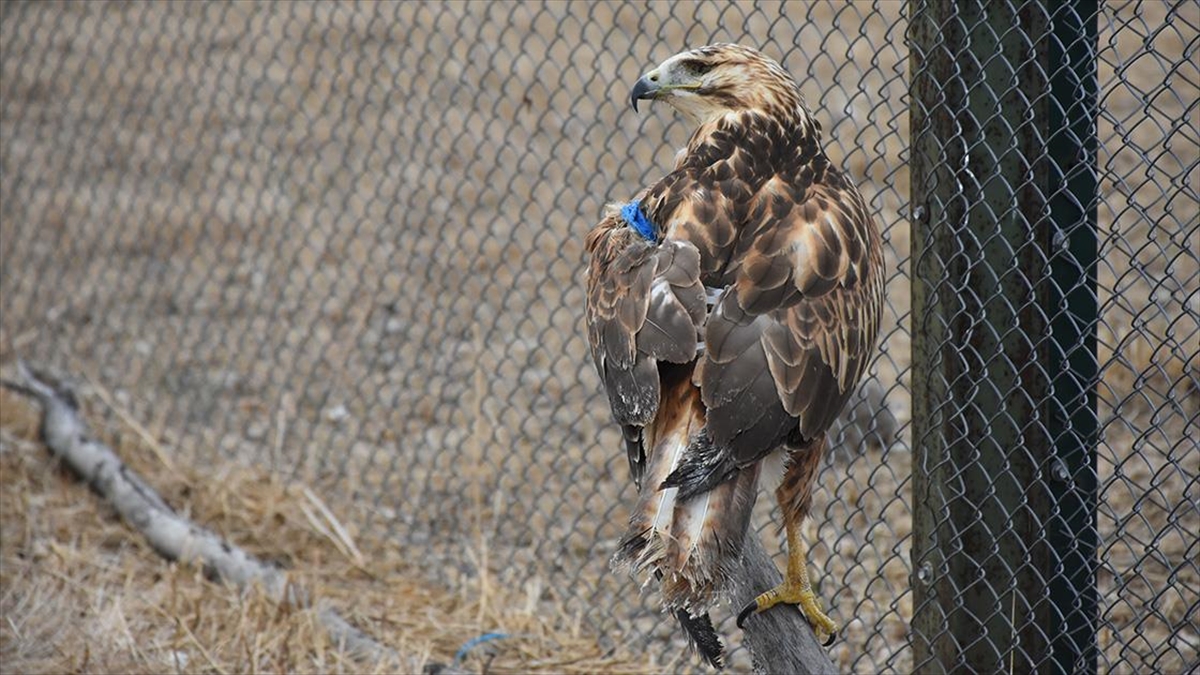 Gönüllü Veteriner Fakültesi Öğrencileri Yaban Hayvanlarının İyileşmesi İçin Çabalıyor