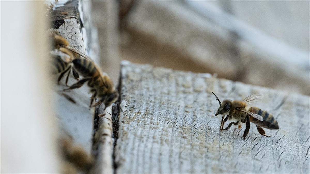 Alanın Uzmanları Arıcılığın Geleceğini Değerlendirdi