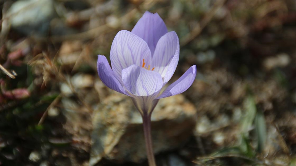 Çankırı'da "vargit"ler Çiçek Açtı