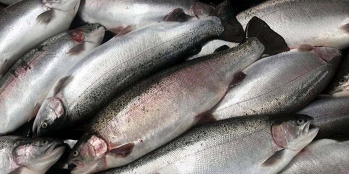 Türk somonunu en çok alan ülke belli oldu