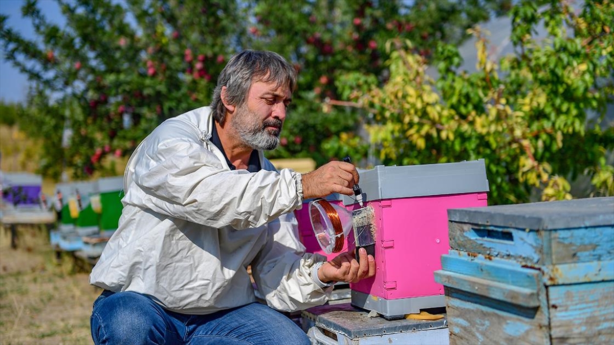 Manyetik Alanların Bal Üretimini Ve Arıların Yaşamını Olumsuz Etkilediği Belirlendi