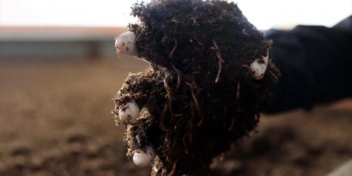 Sivas'ta Solucan Gübresi Üreten Firmanın Hedefi İhracatta Yeni Pazarlara Açılmak