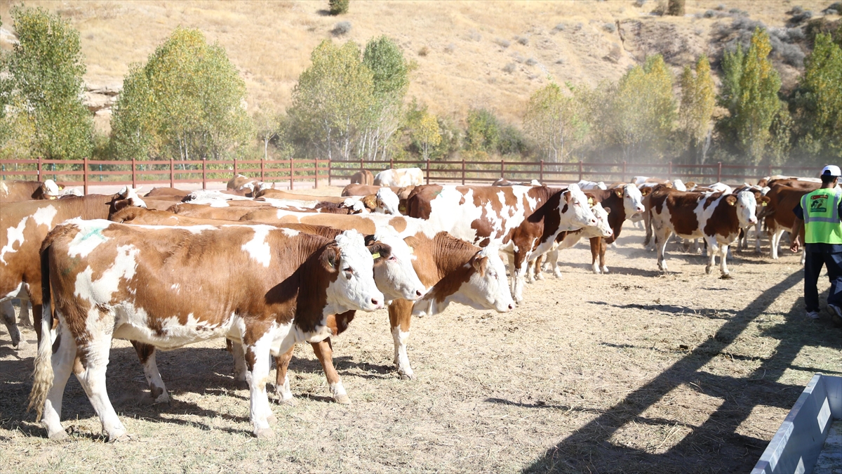 Deprem Bölgesinde 5 Bin 804 Büyükbaş Hayvanın Dağıtımına Başlandı