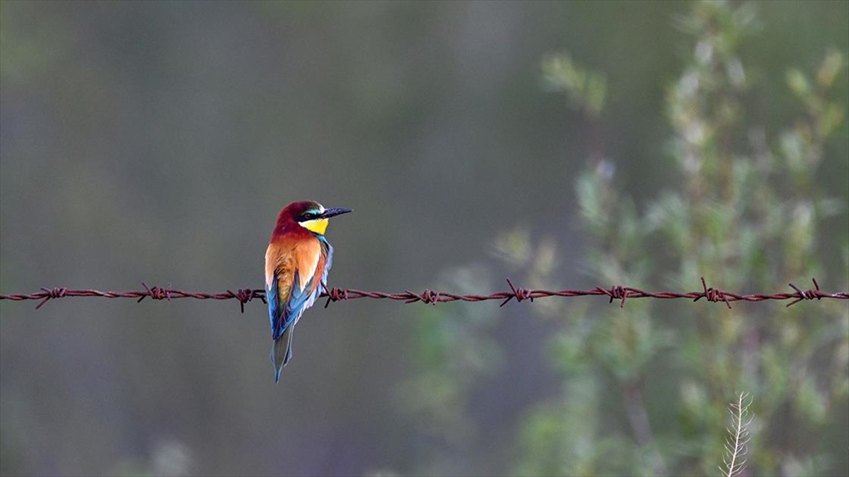 Van Ve Çevre İllerde Kuşların Konakladığı 50'ye Yakın Alanın Koruma Planları Hazırlandı