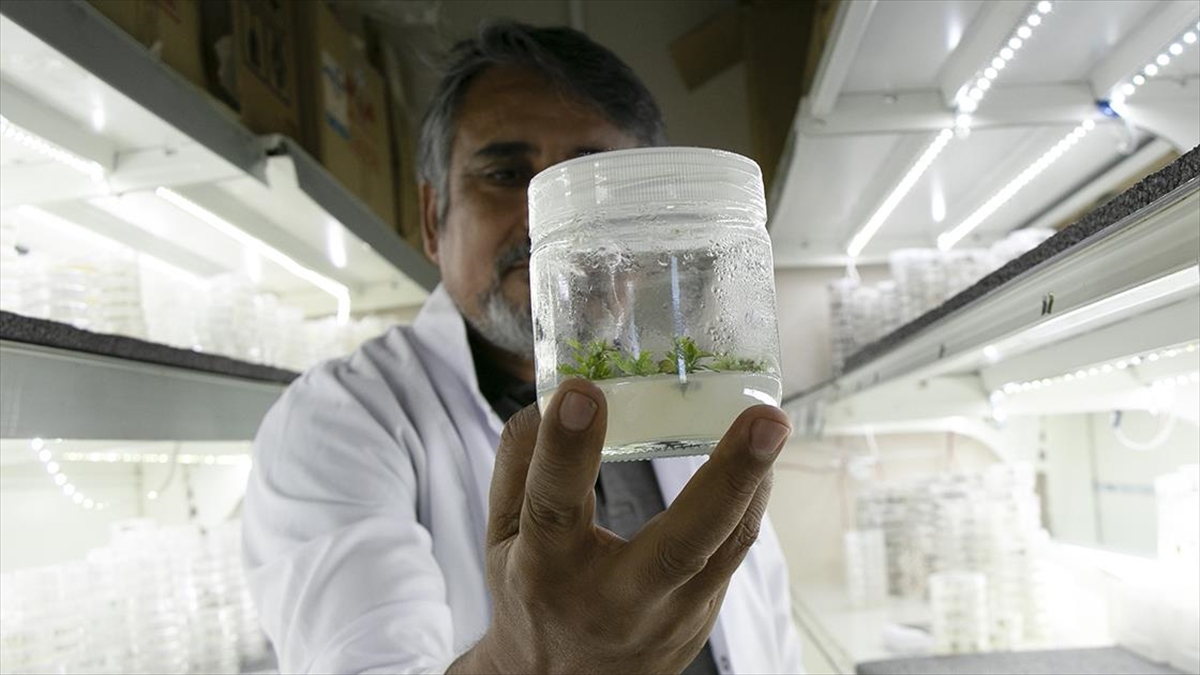 Üniversitenin Biyoteknoloji Laboratuvarından Tohumculuğa Bilgi Ve İstihdam Desteği