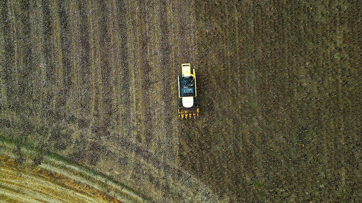 Bayburt'ta Çerezlik Ayçiçeği Üretim Alanı Genişliyor