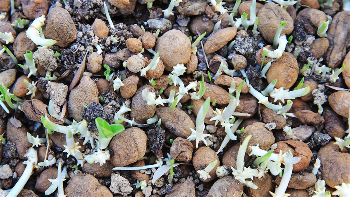 Muğla'da Kültür Bahçelerinde Salep Yetiştiren Üreticiler Talebe Yetişemiyor