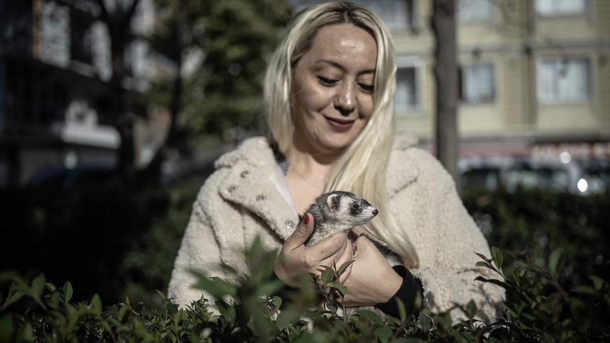 Gelincikler "resmen" Eve Girmeye Başladı