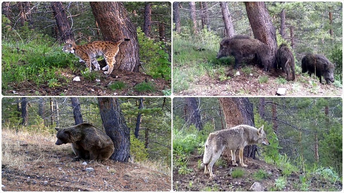 Kars'ta Yaban Hayvanları Doğal Ortamlarında 242 Noktadan Takip Edildi