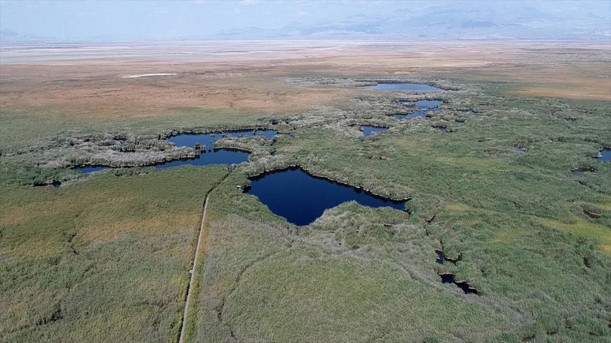 Tünelle Tersine Akıtılan Su, Allı Turnalara Hayat Veriyor