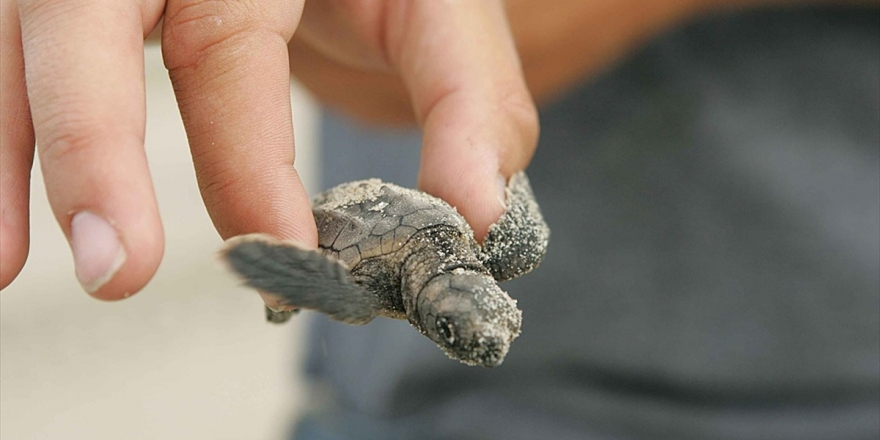 '2 Milyon Caretta Caretta Yumurtası Koruma Altına Alındı'