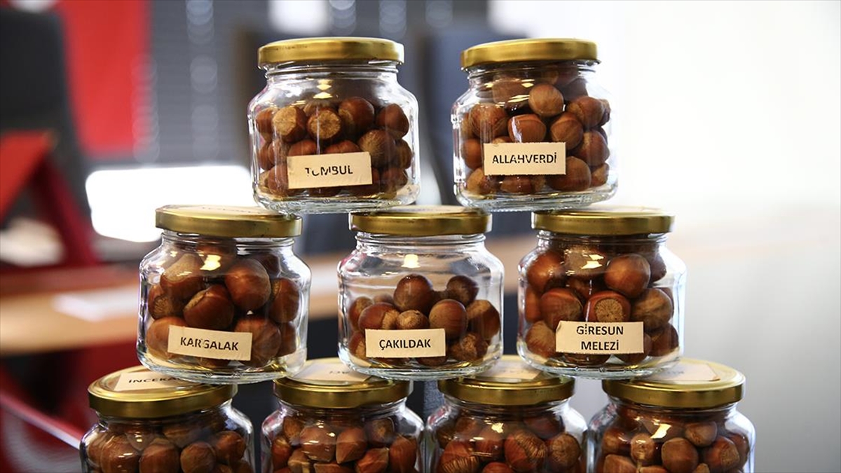 Fındığın Gen Kaynakları Fındık Araştırma Enstitüsünde Korunuyor