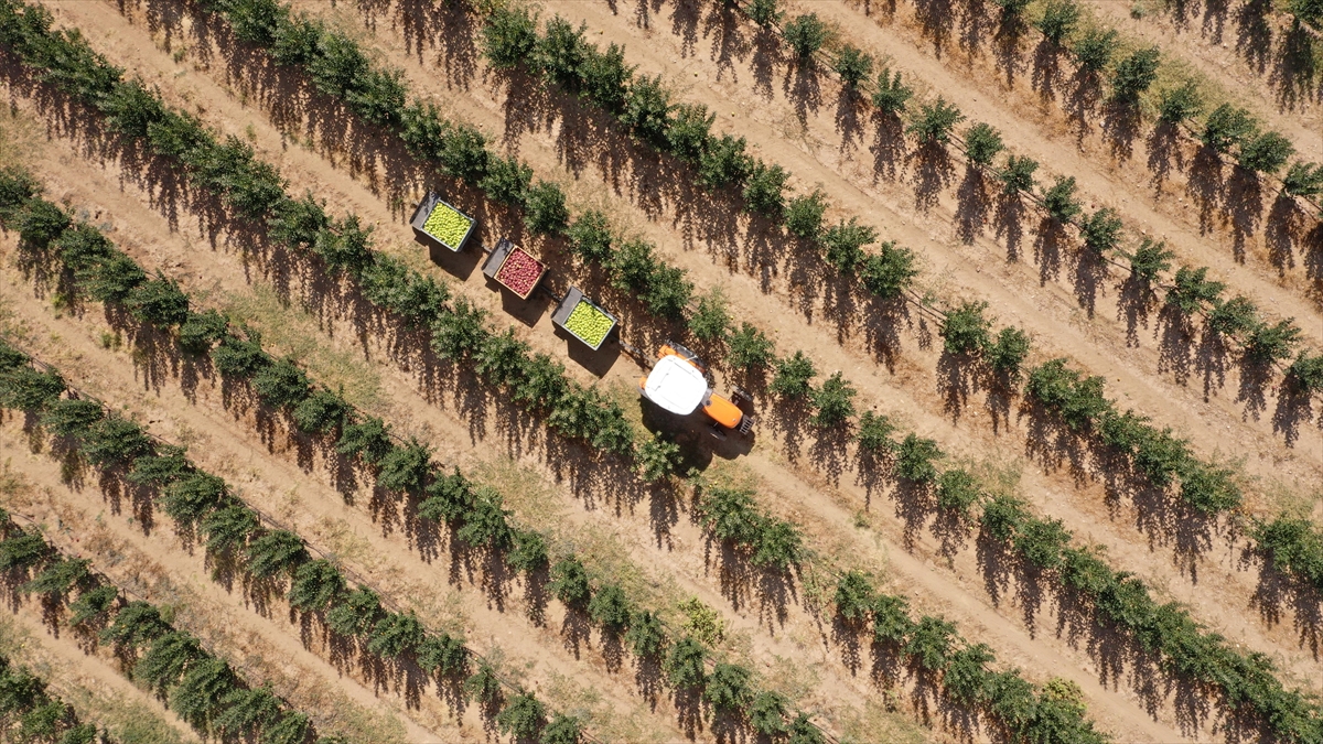 Tarım Ve Orman Bakanı Yumaklı: 1 Milyar 167 Milyon Lira Destek Ödemesini Üreticilerimizin Hesaplarına Aktarıyoruz