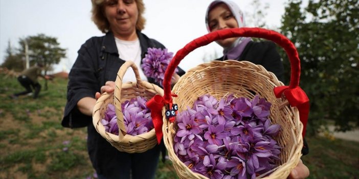 Düzce'de Safran Yetiştiren Kadın Girişimci, Üretim Alanını 10 Kattan Fazla Arttırdı