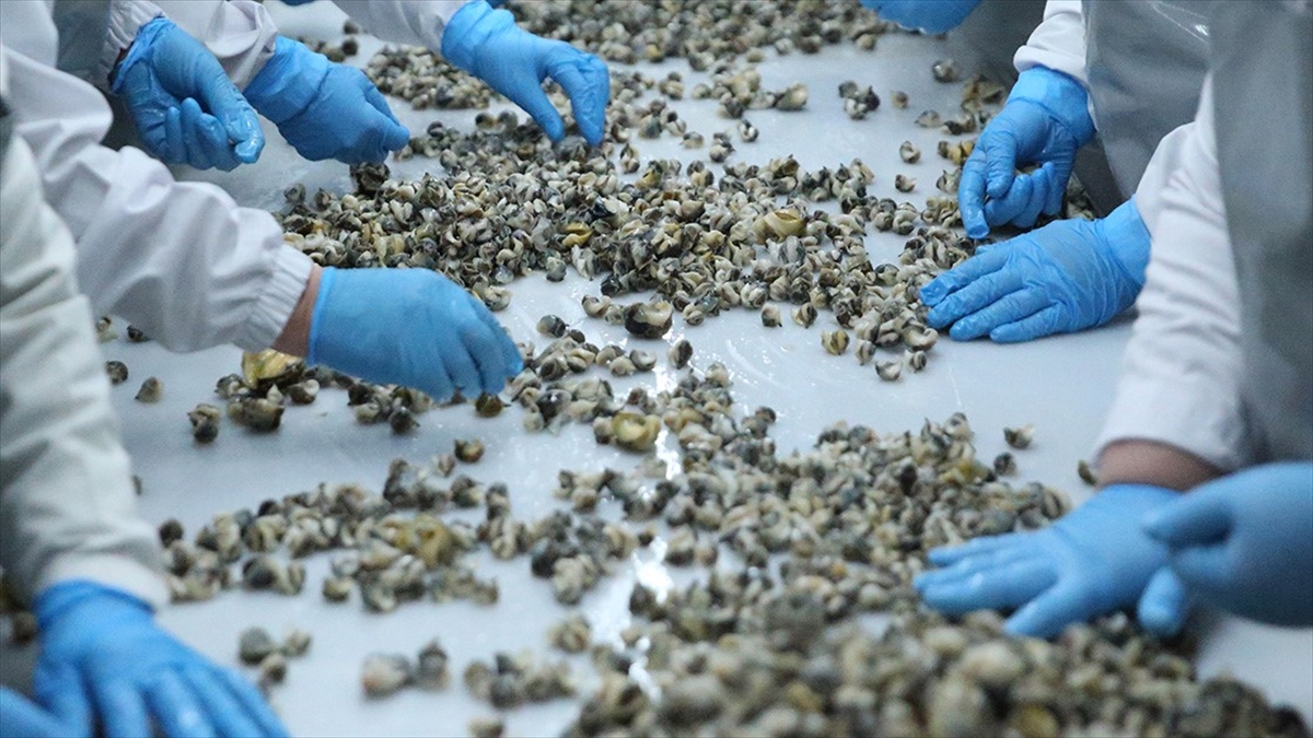 Deniz Salyangozu 9 Ayda En Çok Güney Kore'ye Satıldı