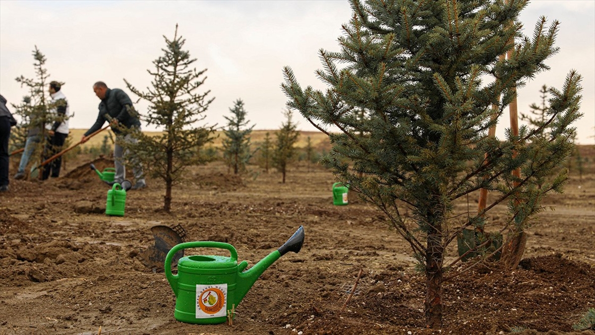 11 Kasım'da 5 Milyon 2023 Fidan Toprakla Buluşturulacak