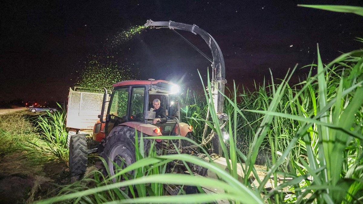 Sakarya'da "pakong" Üretimiyle Silaj Maliyetinin Düşürülüp Hayvancılığın Geliştirilmesi Hedefleniyor