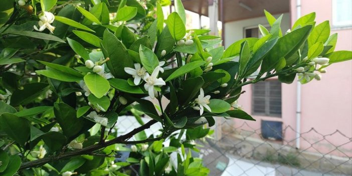 Osmaniye'de Meyve Ağaçları Çiçek Açtı