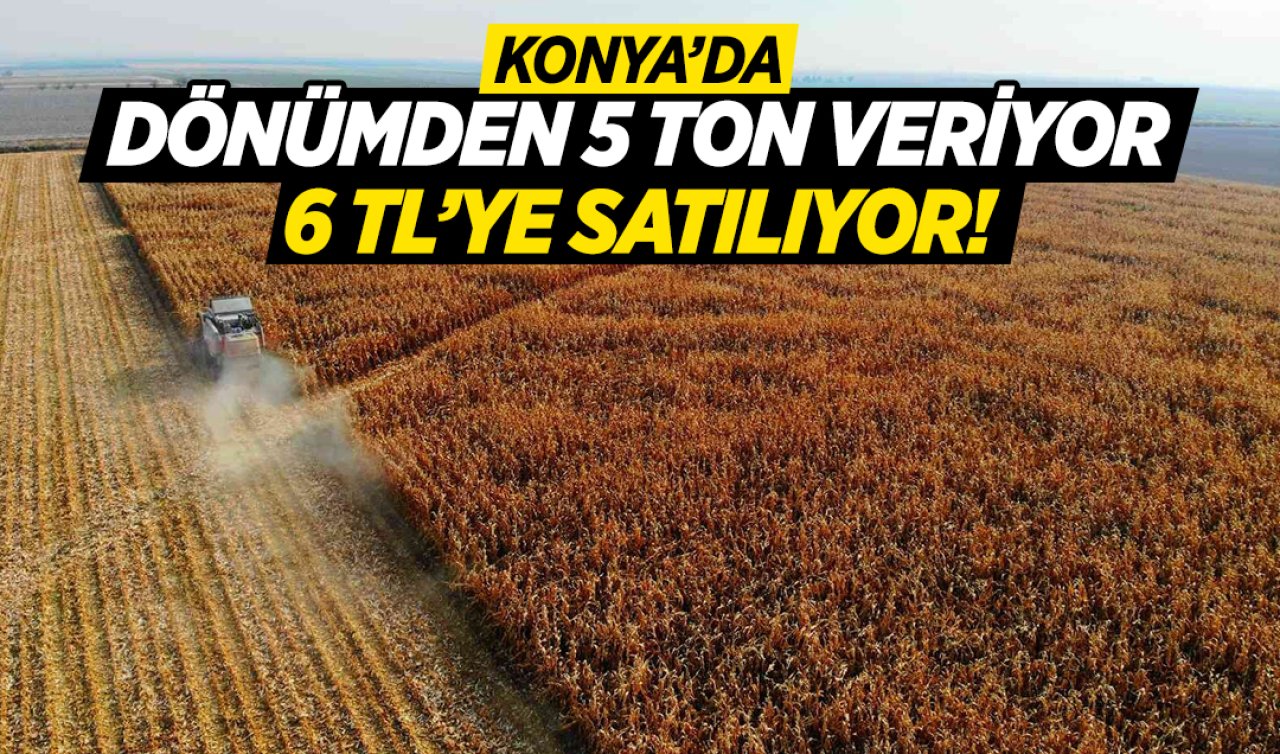 Konya’da hasadı başladı! 3 metreye kadar uzuyor dönümden 5 ton veriyor