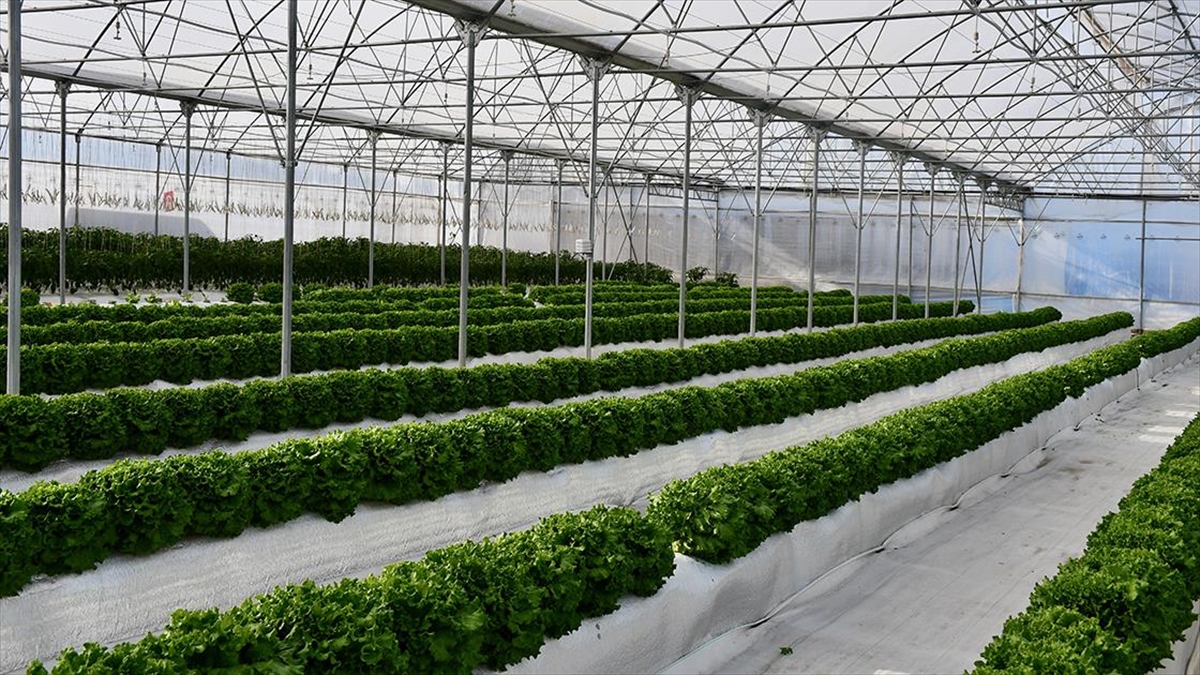 Kocaeli'de Volkanik Cürufla Yetiştirilen Sebzeler Hasat Ediliyor