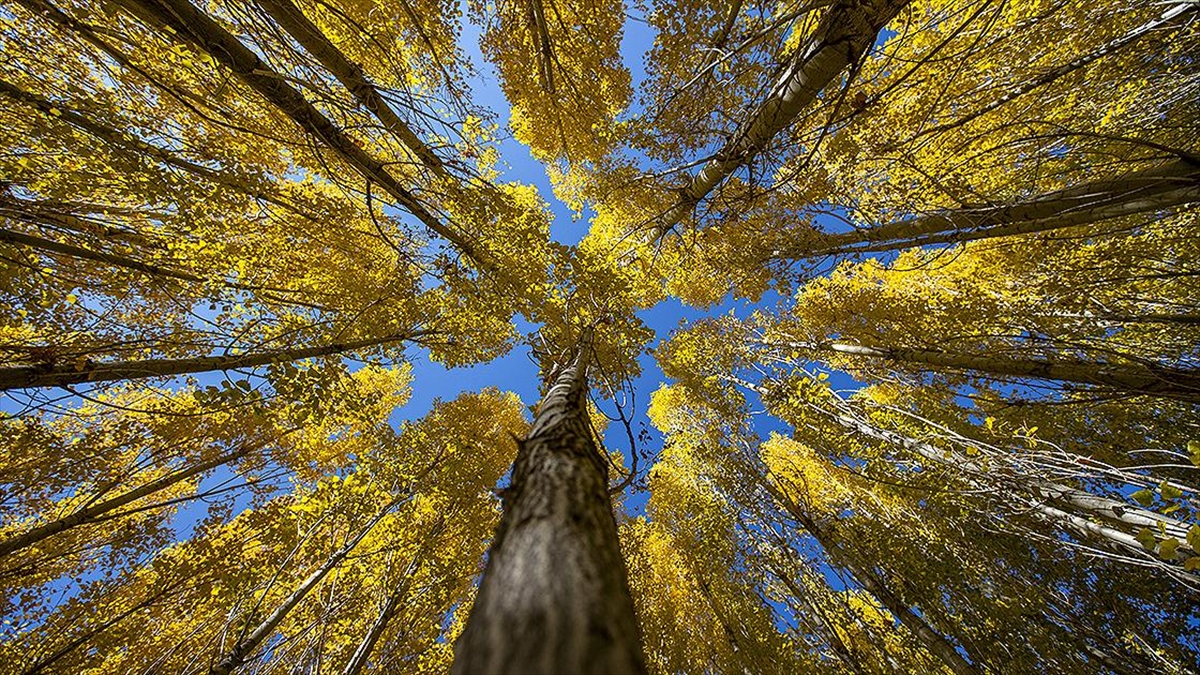 Erzurum'un Kırsal Mahallelerinde Sonbahar Renkleri Hakim Oldu