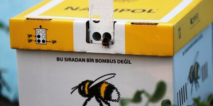 Mavi Renkli Seralarda Bombus Arılarıyla Verimin Arttırılması Amaçlanıyor