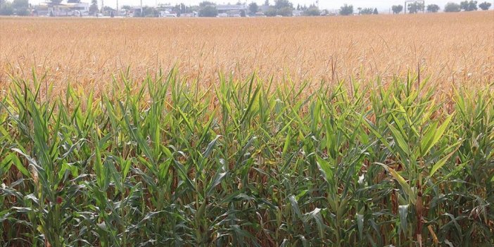 Gap İle Suya Kavuşan Topraklar Bereketlendi